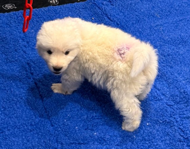420733676 Available Maremma Puppies