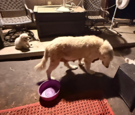 Pippin & Marisa Litter 5/26