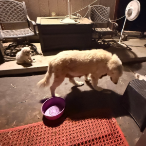 2389975124 Inside Our Maremma Puppy Program