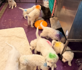Pippin & Marisa Litter 5/26