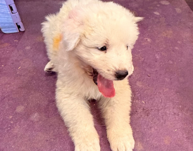 2347328268 Available Maremma Puppies