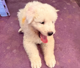 Pippin & Electra Litter 5/26