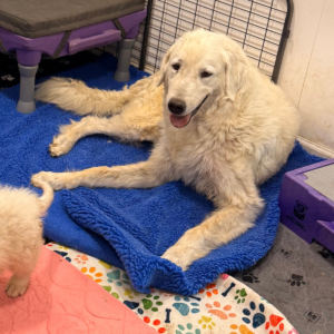 2004151422 Inside Our Maremma Puppy Program