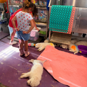 2972283618 Inside Our Maremma Puppy Program