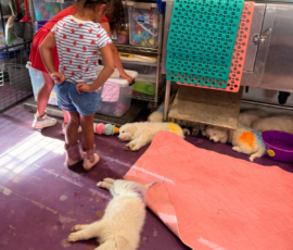 Pippin & Marisa Litter 5/26