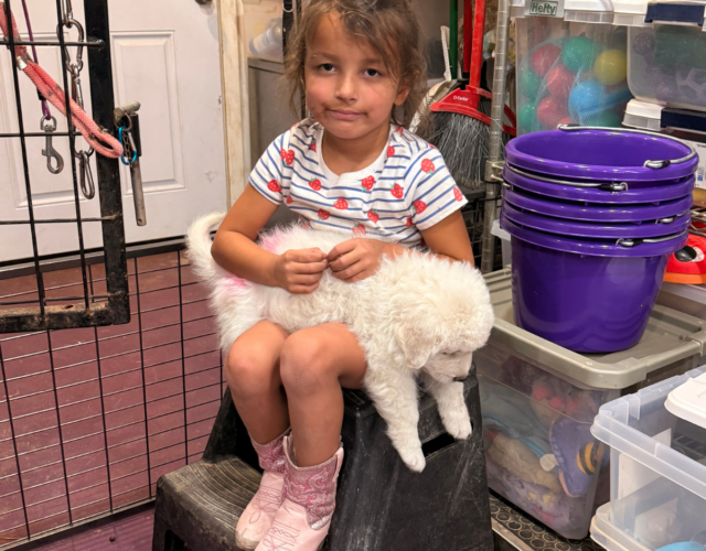 Available Maremma Puppies