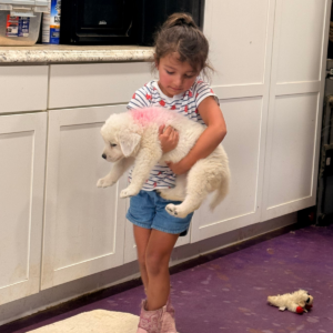 1760679912 Inside Our Maremma Puppy Program