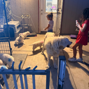554229485 Inside Our Maremma Puppy Program