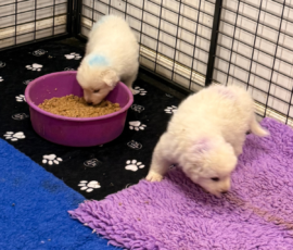 Pippin & Nova Litter 5/26