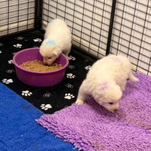 3458758557 Inside Our Maremma Puppy Program