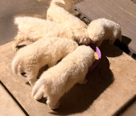 Pippin & Marisa Litter 5/26