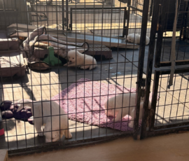 Pippin & Marisa Litter 5/26
