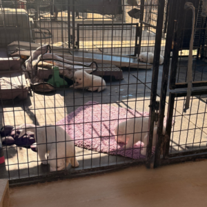 2294899344 Inside Our Maremma Puppy Program