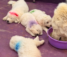 Pippin & Marisa Litter 5/26