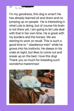 1248400587 Success Stories: Prancing Pony Maremmas Thriving Across North America