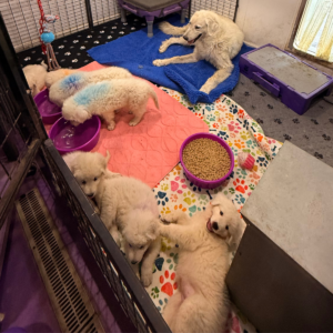 2039408803 Inside Our Maremma Puppy Program
