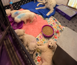 Pippin & Electra Litter 5/26