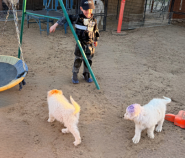 Pippin & Marisa Litter 5/26
