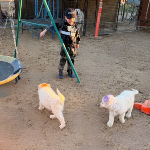 943825705 Inside Our Maremma Puppy Program