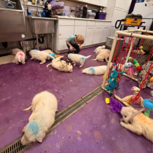 229069082 Inside Our Maremma Puppy Program