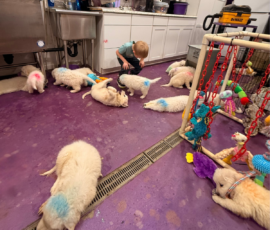 Pippin & Marisa Litter 5/26