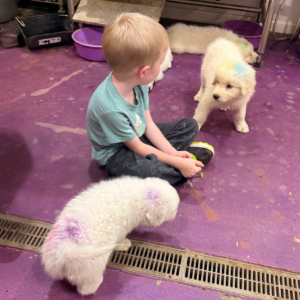 3258390216 Inside Our Maremma Puppy Program