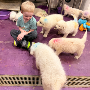 4102141354 Inside Our Maremma Puppy Program