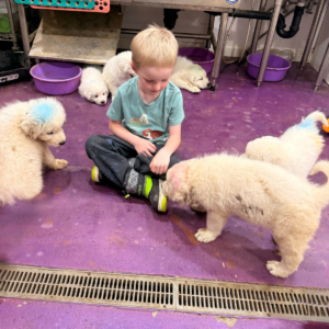 982266123 Inside Our Maremma Puppy Program
