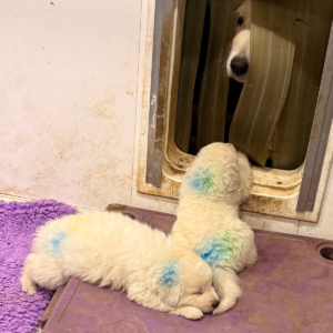 1481614659 Inside Our Maremma Puppy Program
