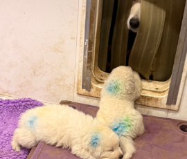 Pippin & Nova Litter 5/26