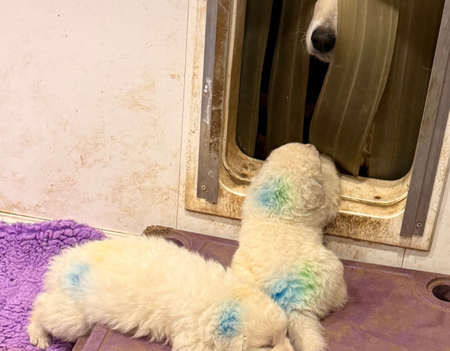 681112746 Available Maremma Puppies