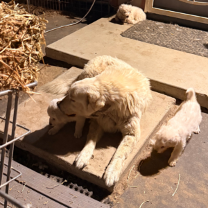 159535308 Inside Our Maremma Puppy Program