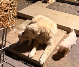 Pippin & Marisa Litter 5/26