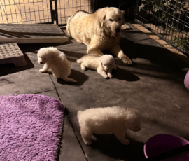 Pippin & Marisa Litter 5/26