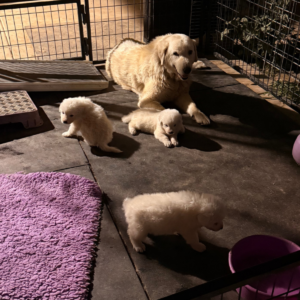 2378866538 Inside Our Maremma Puppy Program