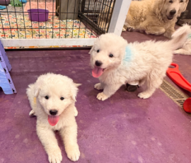 Pippin & Marisa Litter 5/26