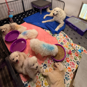 1746731172 Inside Our Maremma Puppy Program