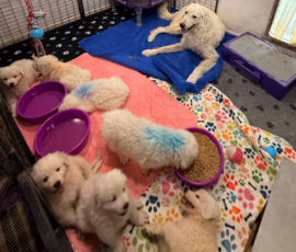 Pippin & Electra Litter 5/26
