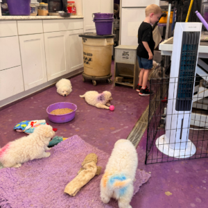 3345253610 Inside Our Maremma Puppy Program