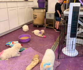 Pippin & Marisa Litter 5/26