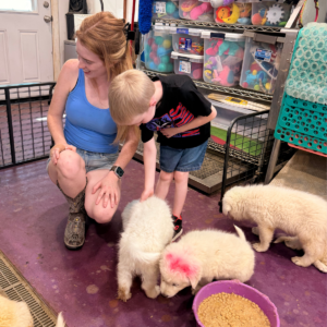 1574421316 Inside Our Maremma Puppy Program