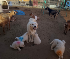 Pippin & Nova Litter 5/26