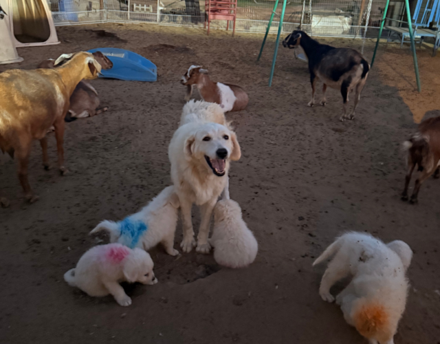 Available Maremma Puppies