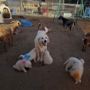 347693853 Inside Our Maremma Puppy Program