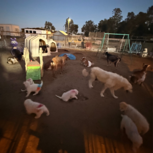2083460170 Inside Our Maremma Puppy Program