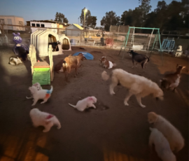 Pippin & Marisa Litter 5/26