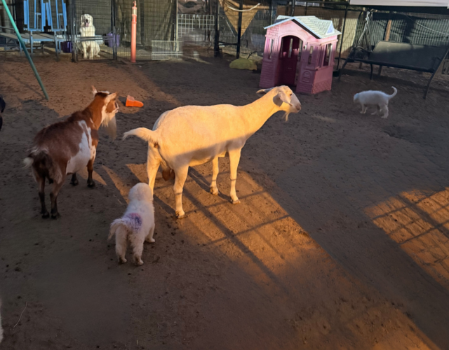 Available Maremma Puppies
