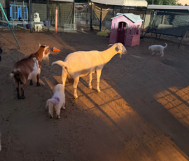 Pippin & Nova Litter 5/26