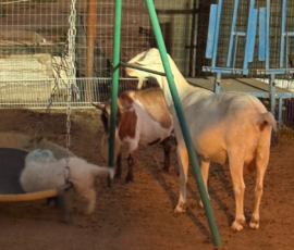 Pippin & Marisa Litter 5/26