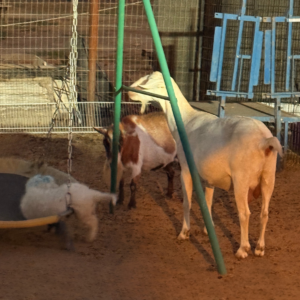 3716560778 Inside Our Maremma Puppy Program